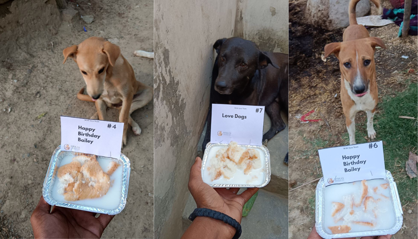 Sponsor a food plate/shelter to stray/abandoned dogs